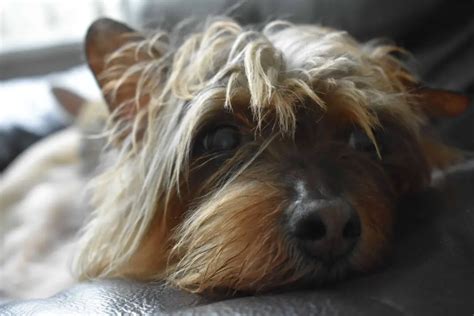 Learn About The Yorkie Shih Tzu Mix Aka The Shorkie-Zu | Dogable