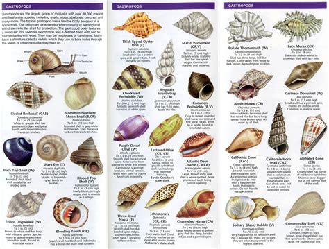 Seashell Identification