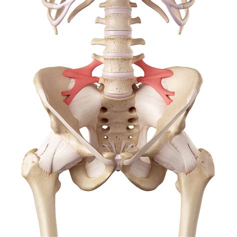 Lumbosacral Ligament