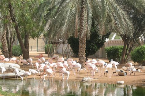 My World: Al Ain Zoo