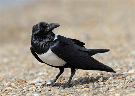 Details : Pied Crow - BirdGuides