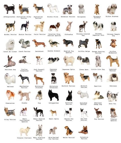 Dogs Breeds Credits to Jazza from JazzaStudio | Dog breeds list, Dog ...