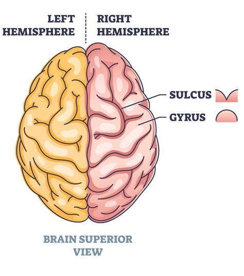 Gyri and Sulci of the Brain