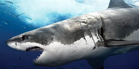 Great white shark – white death | DinoAnimals.com