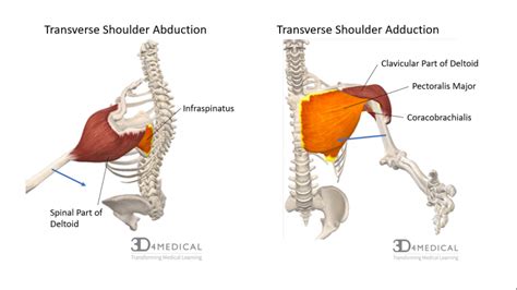 Muscles – Advanced Anatomy 2nd. Ed.