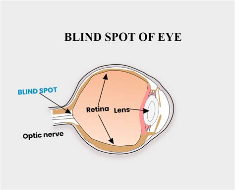 No image formation occurs on the blind-spot of the retina because(a) It is not present on the ...