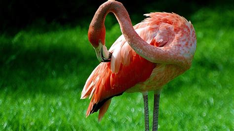 Flamingo Bird Wallpapers - Wallpaper Cave