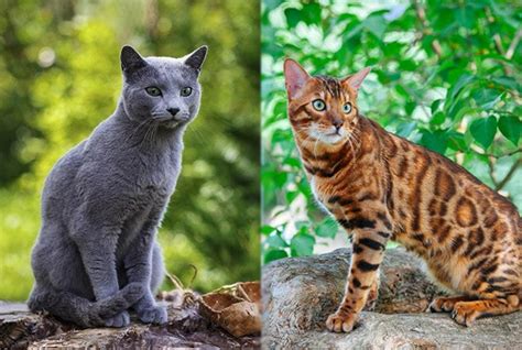 Russian Blue Bengal Cat Mix: Pictures, Care, Info & Traits | Hepper