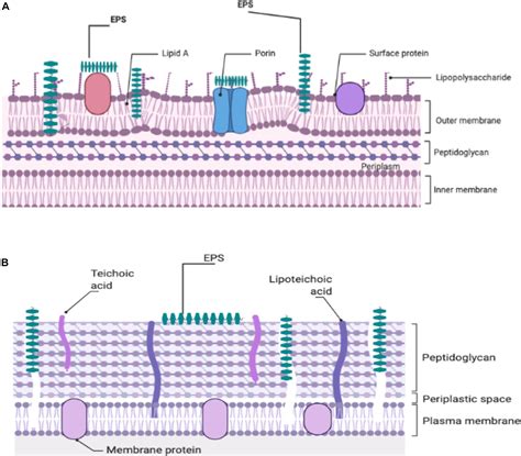 Frontiers | Exopolysaccharides as Antimicrobial Agents: Mechanism and ...