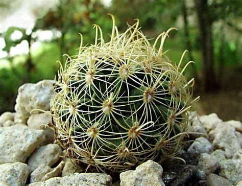 Rare Edwards Plateau cactus bumped down on endangered list - San ...