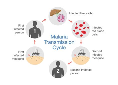 New diagnostic test for malaria uses spit, not blood