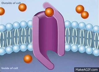 How Facilitated Diffusion Works [HD Animation] on Make a GIF