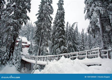 Snow Covered Wooden Bridge in Winter Pine Forest Stock Photo - Image of scenic, season: 130130560