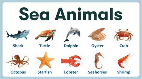 Seashore Animals Name