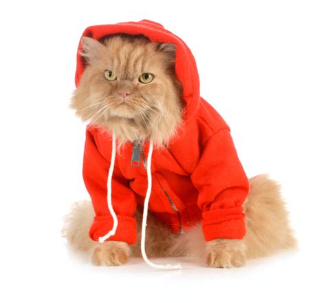 Whisker Fabulous - Can cats wear clothes? Five tips for cat owners