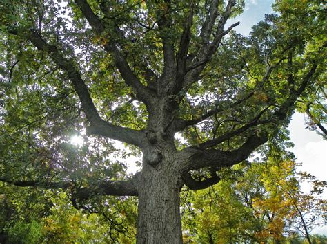 Dallas Trinity Trails: Big Spring Bur Oak Becomes Official Texas Historic Tree