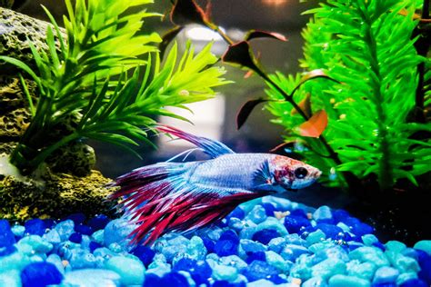 Betta Fish Turning Red: 5 Simple Steps To Fix The Issue – Pet Fish Online