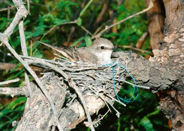 Vermilion Flycatcher and nest with Eggs Photographs and Sound Recording