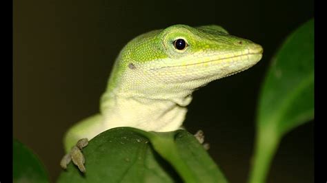 Feeding my Anole lizard - YouTube