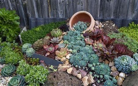 Succulent Garden Landscape Ideas | Rockery Garden Design