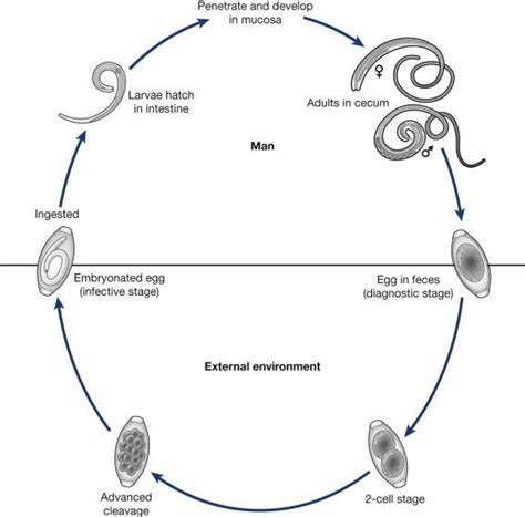 Trichuriasis : Classification, Habitat and geographical distribution, Life cycle of T. trichiura ...