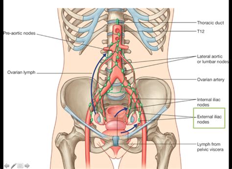 Lymph Drainage of RPD Flashcards | Quizlet