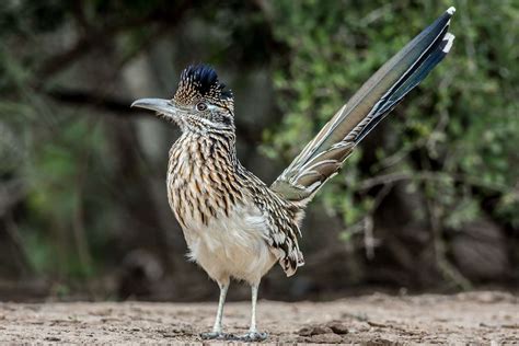 Bird Trivia: Do You Know These Fun Facts About Roadrunners? - TrendRadars