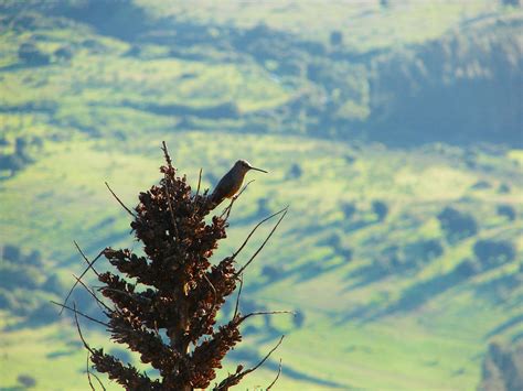 Giant hummingbird. Valparaíso, Chile. | Natural landmarks, Nature, Landmarks