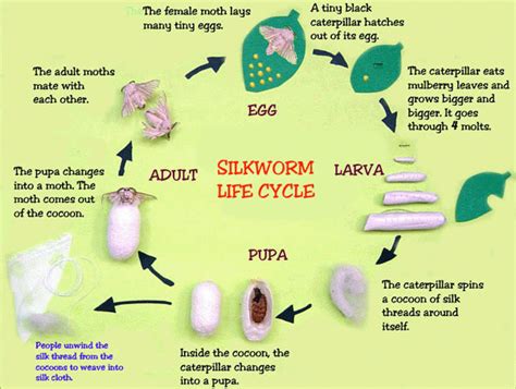 Watch it Grow - Hurstville South P S Library