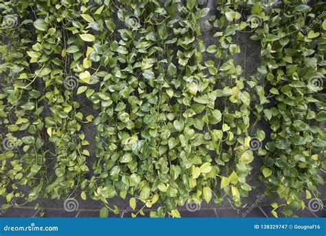 Vines Hanging Down Against a Grey Wall Stock Image - Image of grey, texture: 138329747