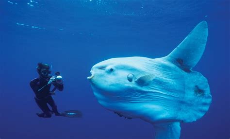 The size of a sunfish compared to a diver : r/interestingasfuck