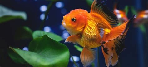 Oranda Goldfish - Tank size, Lifespan, Water Parameters, and More!