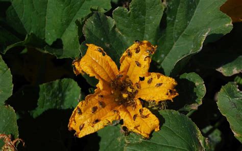 Pumpkin | Diseases and Pests, Description, Uses, Propagation