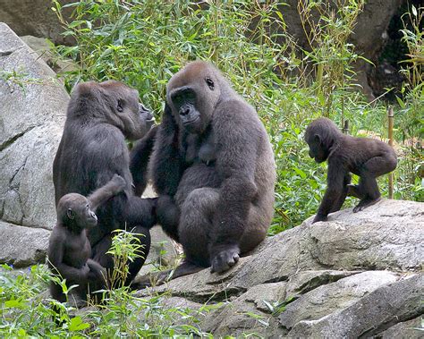 Two Young Gorillas Must Leave NC Zoo, Here's Why | WUNC