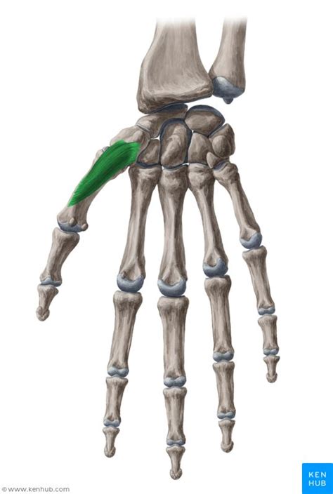 Opponens pollicis muscle (Musculus opponens pollicis) | Muscle