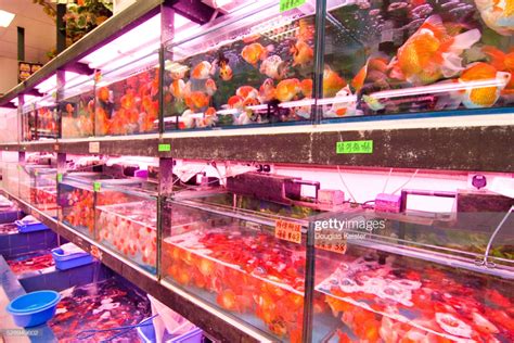 Rows of aquariums are filled with goldfish for sale at a golfish... | Aquarium shop, Fish tank ...