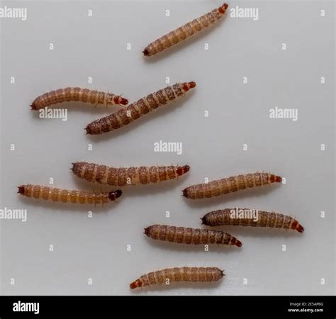 Measuring worms hi-res stock photography and images - Alamy