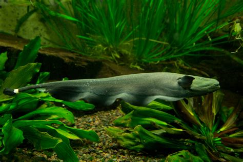 7 Exotic Freshwater Fish To Keep At Home - Petland Texas
