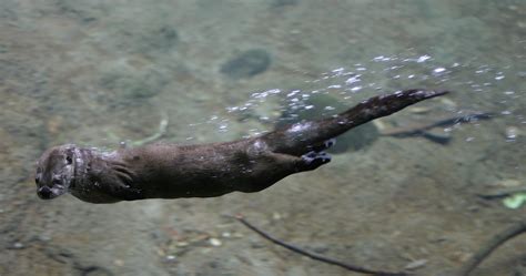 File:RiverOtterSwimmingOregonZoo.jpg - Wikipedia, the free encyclopedia