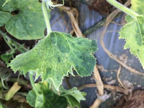 13 Pumpkin Plant Diseases That Can Kill Your Fruits