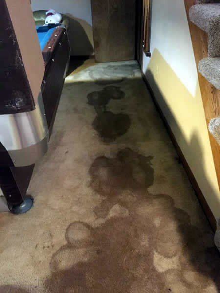 Bad smell in basement could be sign of damage in home | ABT Foundation ...