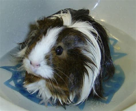 All About Caring for Your Guinea Pig | HubPages