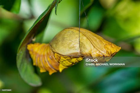 Caterpillar Of The Queen Alexandras Birdwing Stock Photo - Download ...