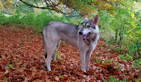 Northern Inuit Dog Hybrid Breed Pictures, Characteristics, & Facts