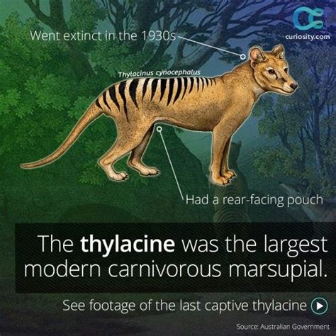 Watch the last captive thylacine open its impressive jaws in old footage from the Hobart Zoo ...