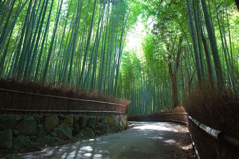 The bamboo forest of Sagano has beautiful sounds that must be preserved - LifeGate