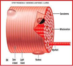 Struktur Otot Rangka