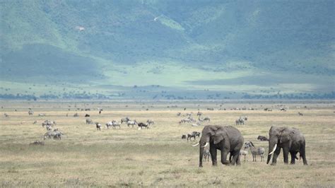 Discover Your Next Destination: Ngorongoro Crater Safari Tanzania