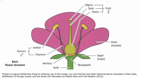 Where Is Pollen Produced In A Plant - slideshare