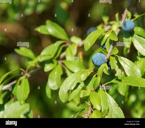 sunny detail of a blackthorn plant with blue berries in natural ...